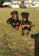 Rottweiler Puppies for sale in Spanaway, WA, USA. price: NA