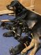 Rottweiler Puppies for sale in Meridian, ID, USA. price: NA