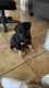 Rottweiler Puppies for sale in San Jacinto, CA, USA. price: NA
