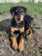 Rottweiler Puppies for sale in Jacksonville, FL 32222, USA. price: NA
