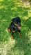 Rottweiler Puppies for sale in CORP CHRISTI, TX 78418, USA. price: NA