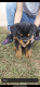 Rottweiler Puppies for sale in 22048 E Irish Dr, Aurora, CO 80016, USA. price: NA