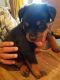Rottweiler Puppies for sale in Lawrence, MS 39336, USA. price: NA