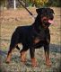 Rottweiler Puppies for sale in Vancouver, WA, USA. price: $3,000