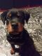 Rottweiler Puppies for sale in Hammond, NY 13646, USA. price: NA