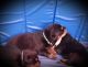 Rottweiler Puppies for sale in Greenville, SC 29607, USA. price: NA