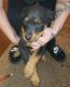 Rottweiler Puppies for sale in TX-274, Kemp, TX, USA. price: $800