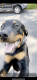 Rottweiler Puppies for sale in 1390 Hammond Ct, Norfolk, VA 23503, USA. price: NA
