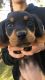 Rottweiler Puppies for sale in Valley Glen, CA 91405, USA. price: NA