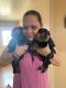 Rottweiler Puppies for sale in Lincoln Acres, CA 91950, USA. price: NA