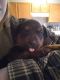 Rottweiler Puppies for sale in Highlands Ranch, CO, USA. price: $750
