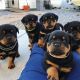 Rottweiler Puppies for sale in Salt Lake City, UT, USA. price: $400