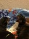 Rottweiler Puppies for sale in Las Vegas, NV 89110, USA. price: $1,500