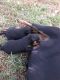 Rottweiler Puppies for sale in 8911 Fox Run Dr, Spotsylvania Courthouse, VA 22551, USA. price: NA