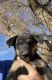Rottweiler Puppies for sale in Castle Rock, CO, USA. price: NA