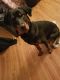 Rottweiler Puppies for sale in Stone Mountain, GA, USA. price: NA