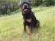 Rottweiler Puppies for sale in Vancouver, WA, USA. price: $1,500