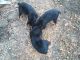 Rottweiler Puppies for sale in 1183 US-50, Milford, OH 45150, USA. price: NA
