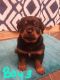 Rottweiler Puppies for sale in Mecosta, MI 49332, USA. price: NA