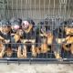 Rottweiler Puppies for sale in Norwalk, CA, USA. price: NA
