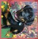 Rottweiler Puppies for sale in Atmore, AL 36502, USA. price: NA