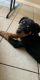 Rottweiler Puppies for sale in St. George, UT, USA. price: $3,500
