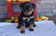 Rottweiler Puppies for sale in Helena, MT, USA. price: NA