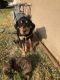 Rottweiler Puppies for sale in San Bernardino, CA, USA. price: $150