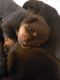 Rottweiler Puppies for sale in Midlothian, TX, USA. price: NA