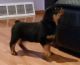 Rottweiler Puppies for sale in S Colorado Blvd, Denver, CO, USA. price: NA