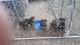Rottweiler Puppies for sale in Pleasureville, KY 40057, USA. price: NA