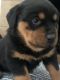 Rottweiler Puppies for sale in Columbus, IN, USA. price: NA