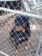 Rottweiler Puppies for sale in Kenna, WV 25248, USA. price: NA