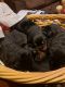 Rottweiler Puppies for sale in Scotland Neck, NC 27874, USA. price: $1,000