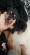Rottweiler Puppies for sale in Cottonwood, AZ, USA. price: $300