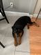 Rottweiler Puppies for sale in Randolph, MA 02368, USA. price: $1,000