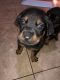 Rottweiler Puppies for sale in 216 E Acacia St, Ontario, CA 91761, USA. price: NA