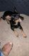 Rottweiler Puppies for sale in Spring, TX 77386, USA. price: $500