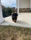 Rottweiler Puppies for sale in Greenville, SC 29607, USA. price: NA