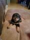 Rottweiler Puppies for sale in Lincoln, NE, USA. price: $1,000