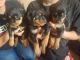 Rottweiler Puppies for sale in Lubbock, TX, USA. price: $400