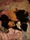 Rottweiler Puppies for sale in Klamath Falls, OR, USA. price: $700