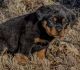 Rottweiler Puppies for sale in Harrah, OK, USA. price: NA