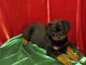 Rottweiler Puppies for sale in St Paul, MN, USA. price: NA