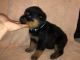 Rottweiler Puppies for sale in Warden, WA 98857, USA. price: NA