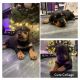 Rottweiler Puppies for sale in Illinois Medical District, Chicago, IL, USA. price: NA