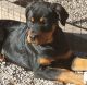 Rottweiler Puppies for sale in Cassville, MO 65625, USA. price: NA