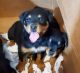 Rottweiler Puppies for sale in Pleasanton, TX 78064, USA. price: $700