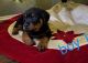 Rottweiler Puppies for sale in Hemet, CA 92545, USA. price: $600