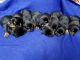 Rottweiler Puppies for sale in Lynchburg, VA, USA. price: NA